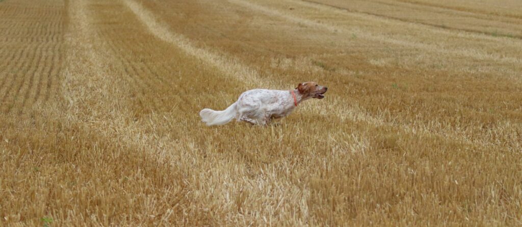 45ba0c55e52be0956c5125aa4832242240f1d4f6