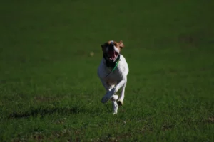 La pension entrai2 2
